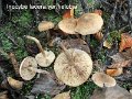 Inocybe lacera var.helobia-amf1012
